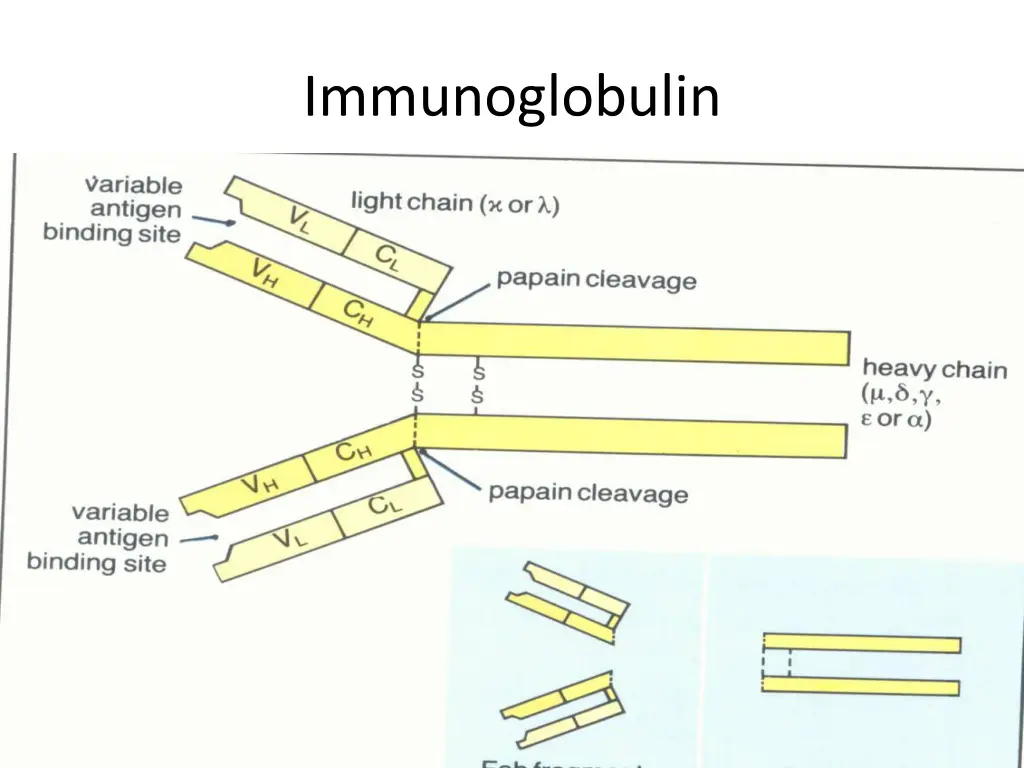 immunoglobulin