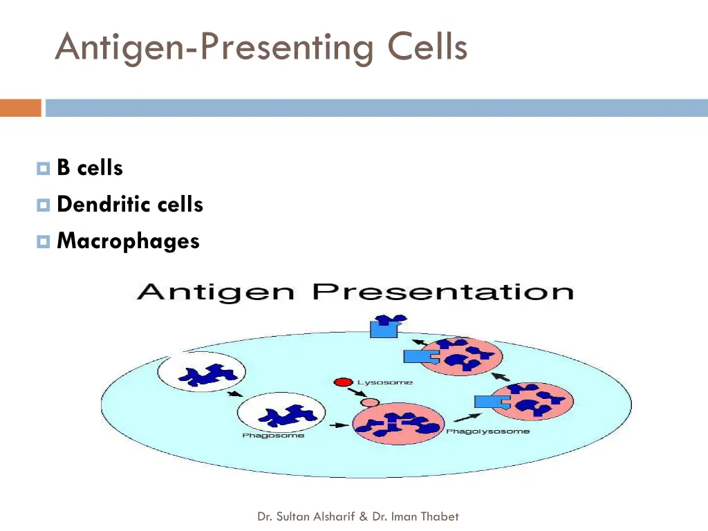 antigen presenting cells