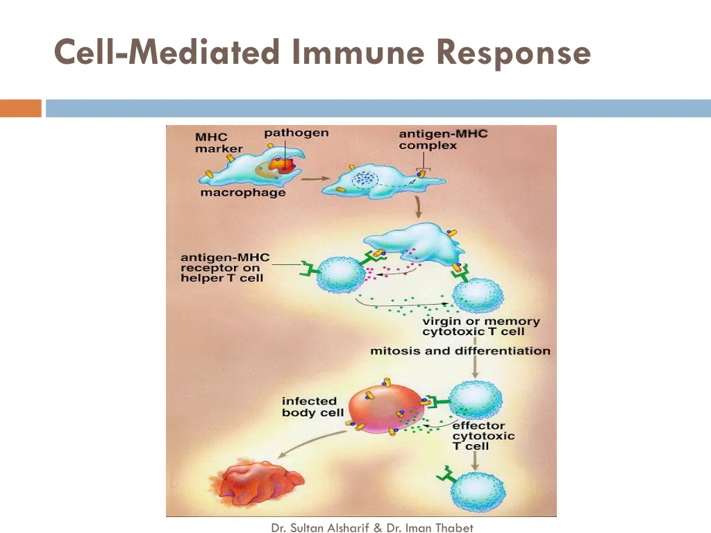 cell mediated immune response