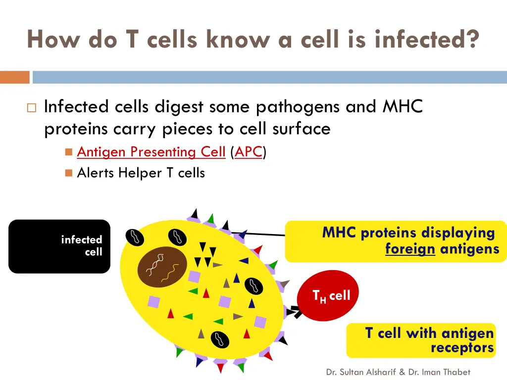 how do t cells know a cell is infected