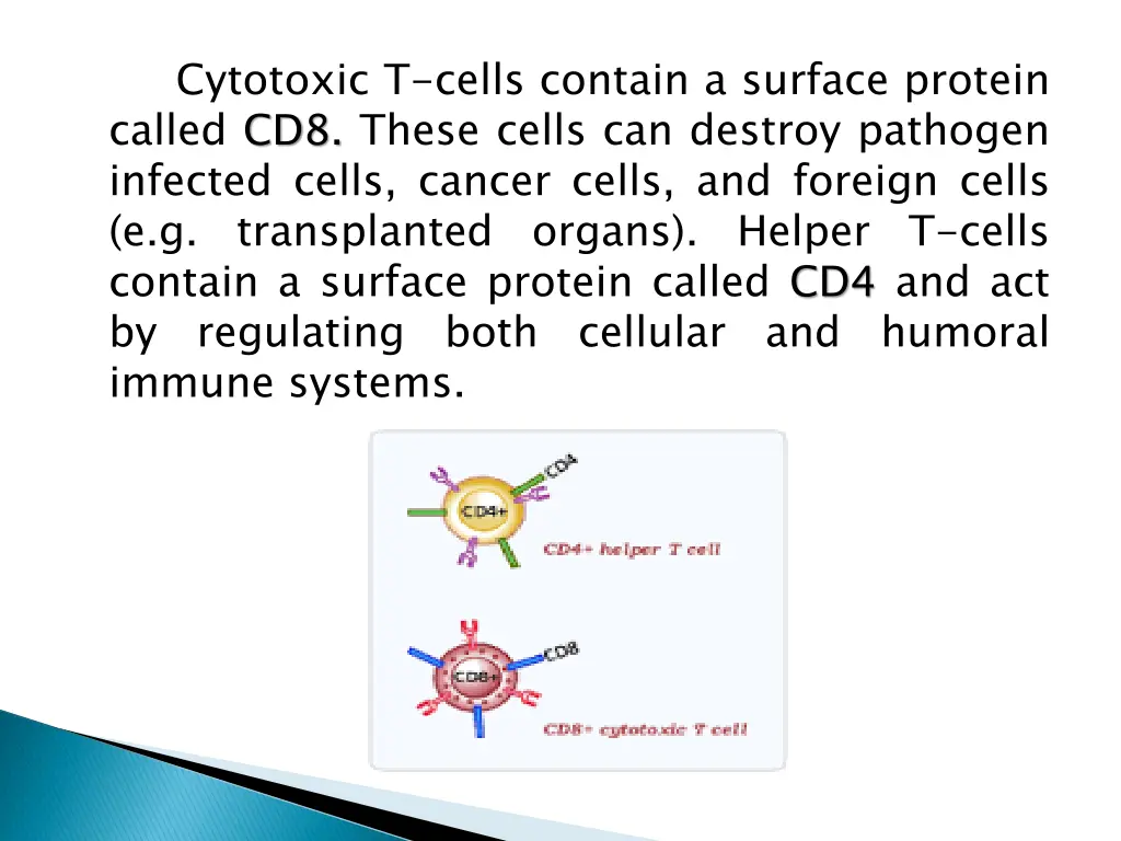 cytotoxic t cells contain a surface protein