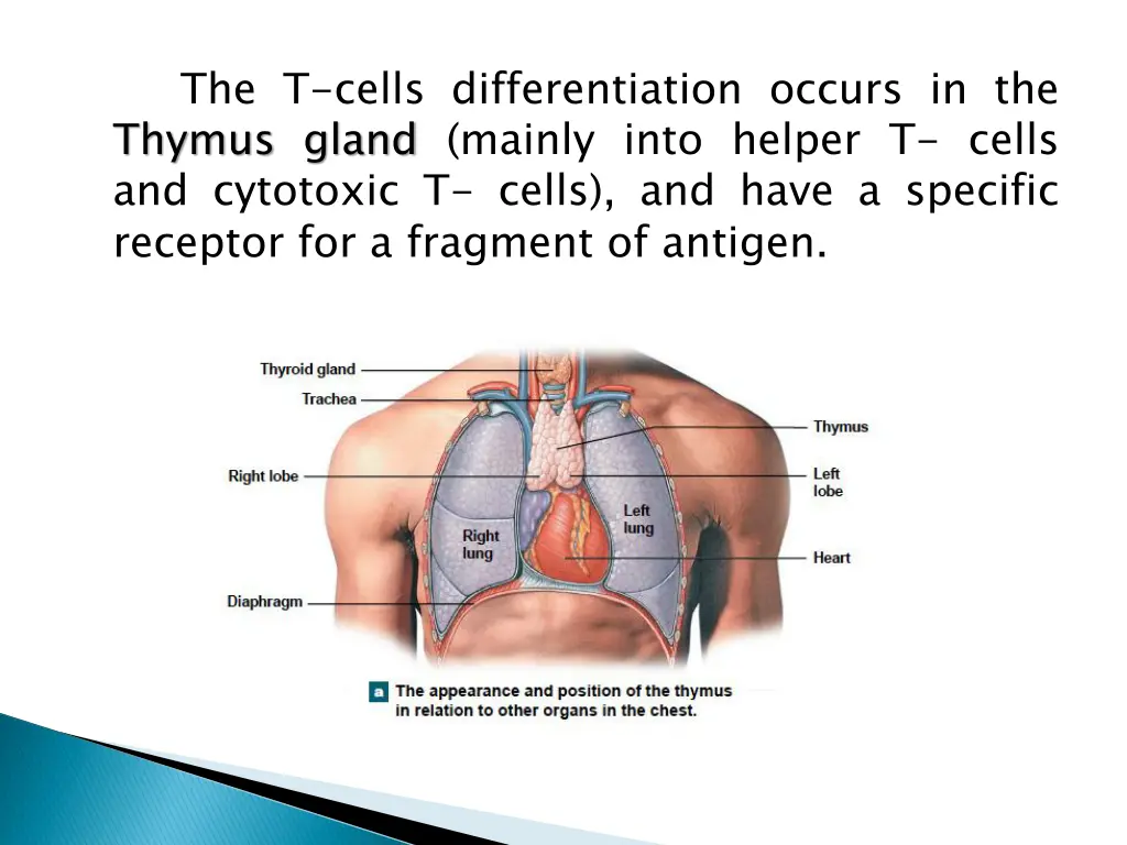 the t cells differentiation occurs in the thymus