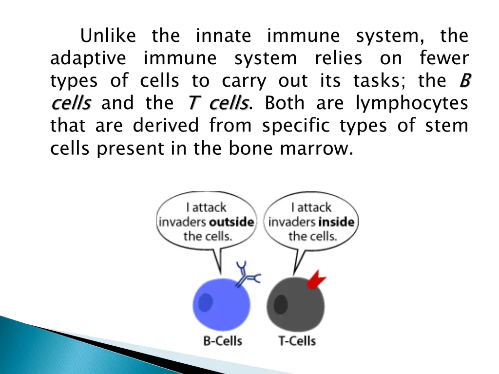 unlike the innate immune system the adaptive