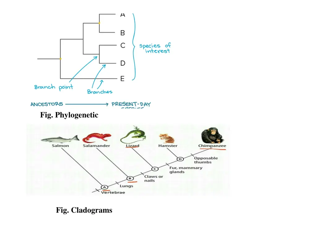 fig phylogenetic