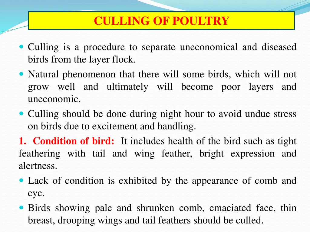 culling of poultry