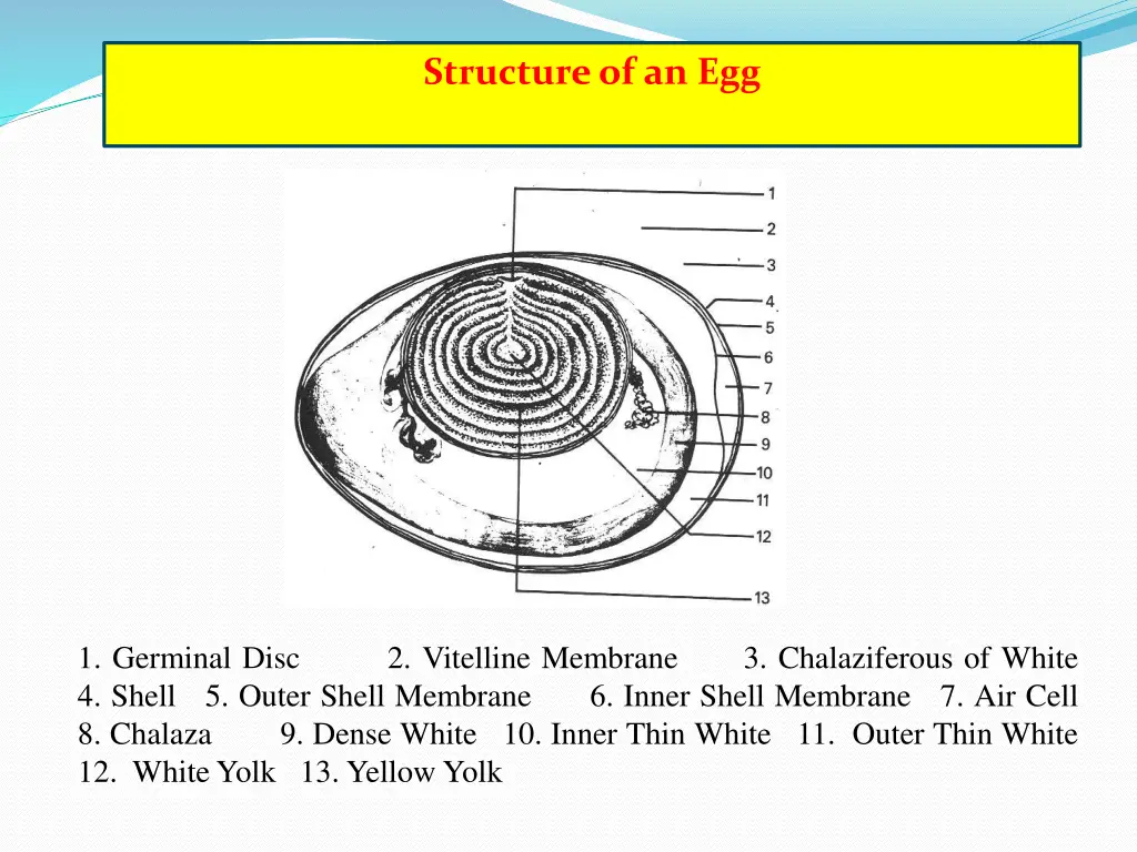 structure of an egg