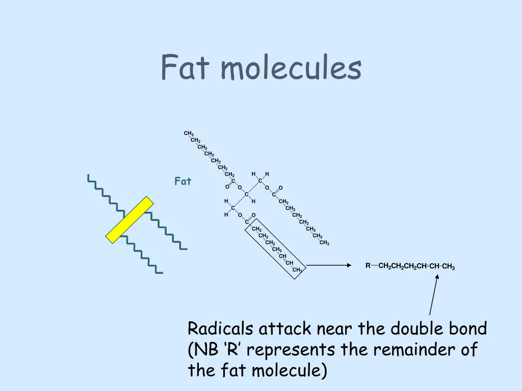 fat molecules