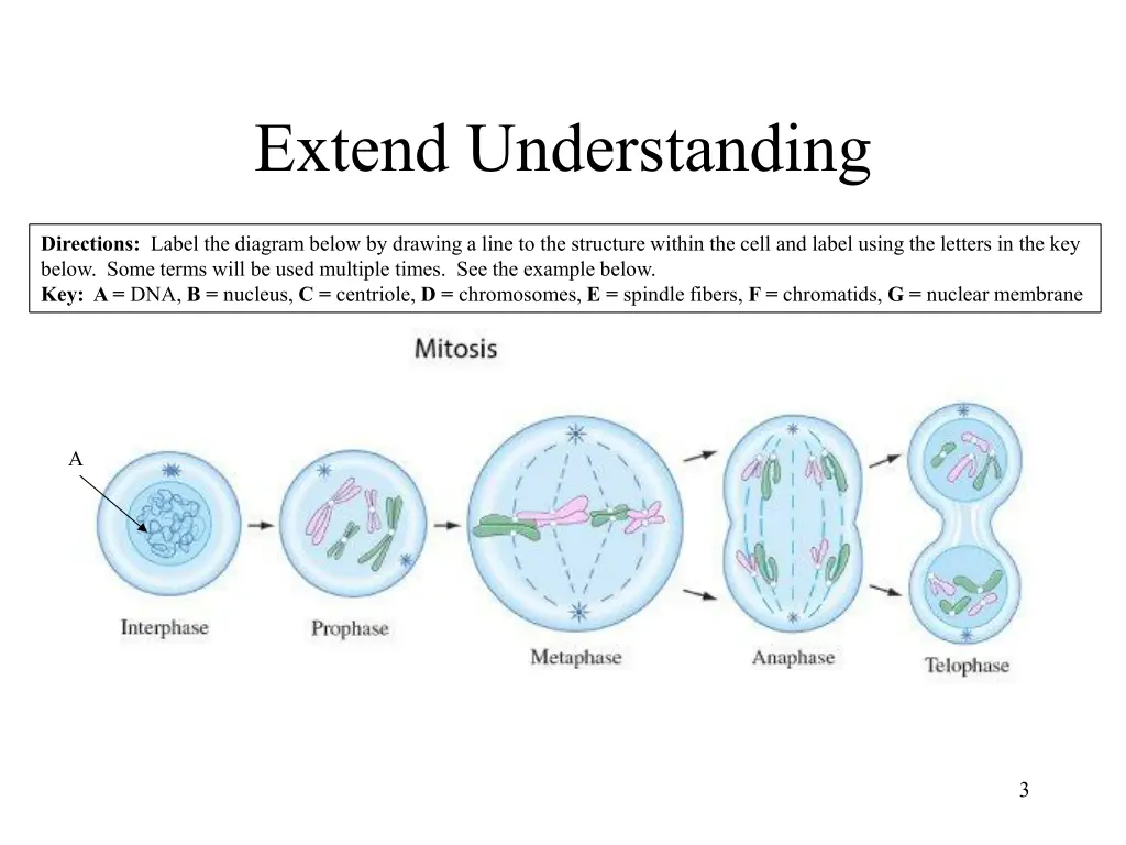 extend understanding