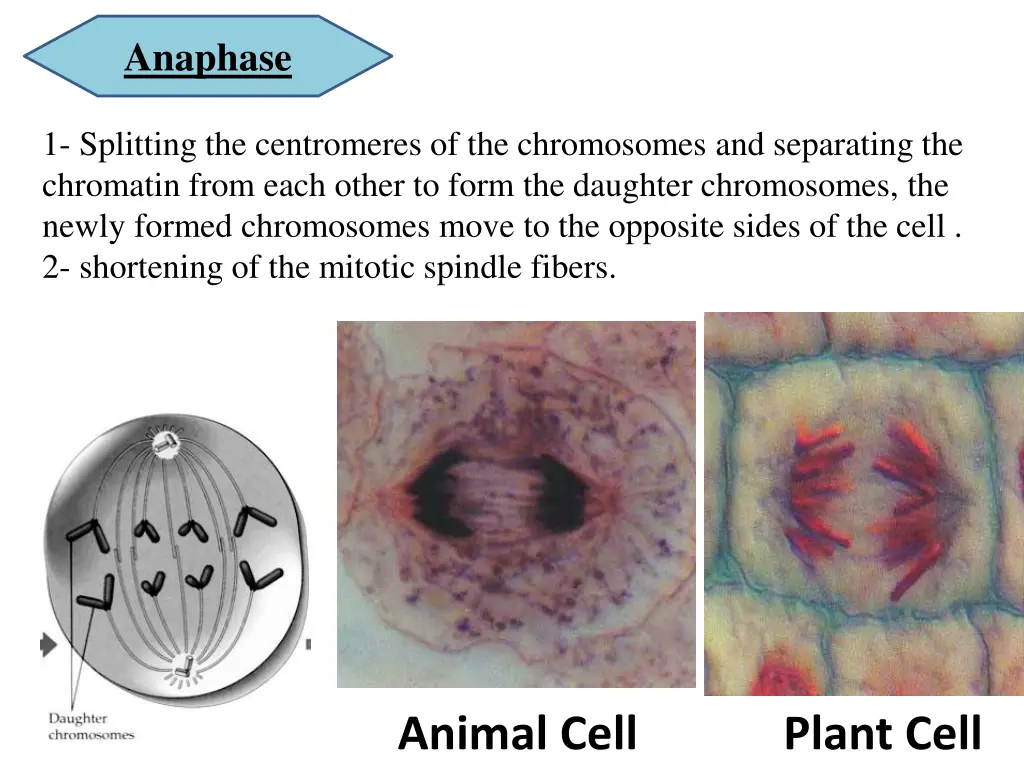 anaphase