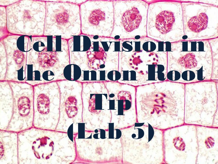 cell division in the onion root tip lab 5