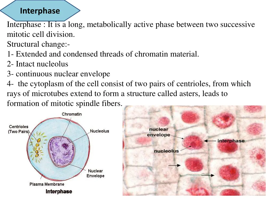 interphase