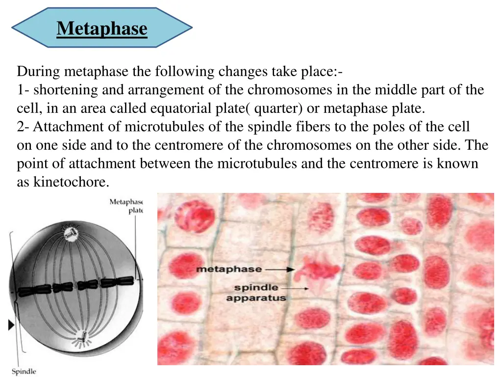 metaphase