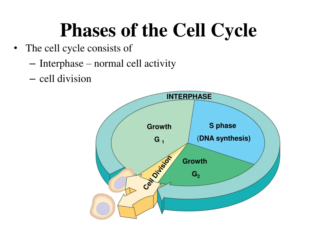 phases of the cell cycle the cell cycle consists
