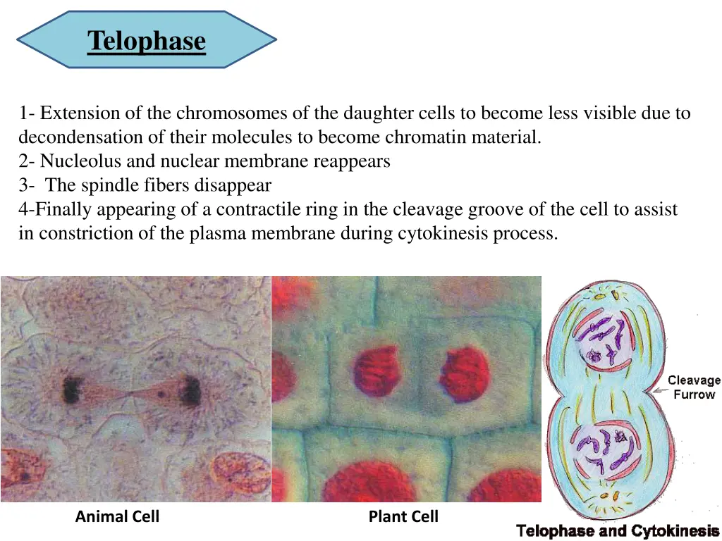 telophase