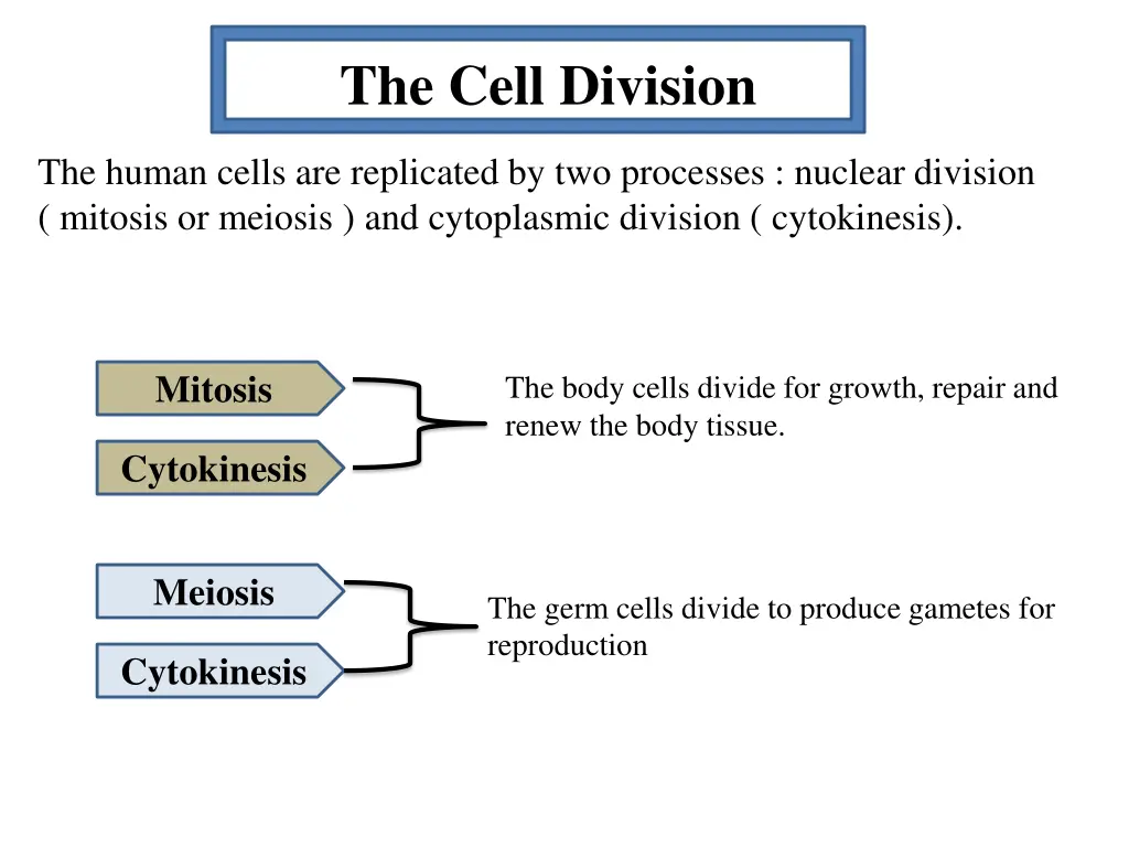 the cell division