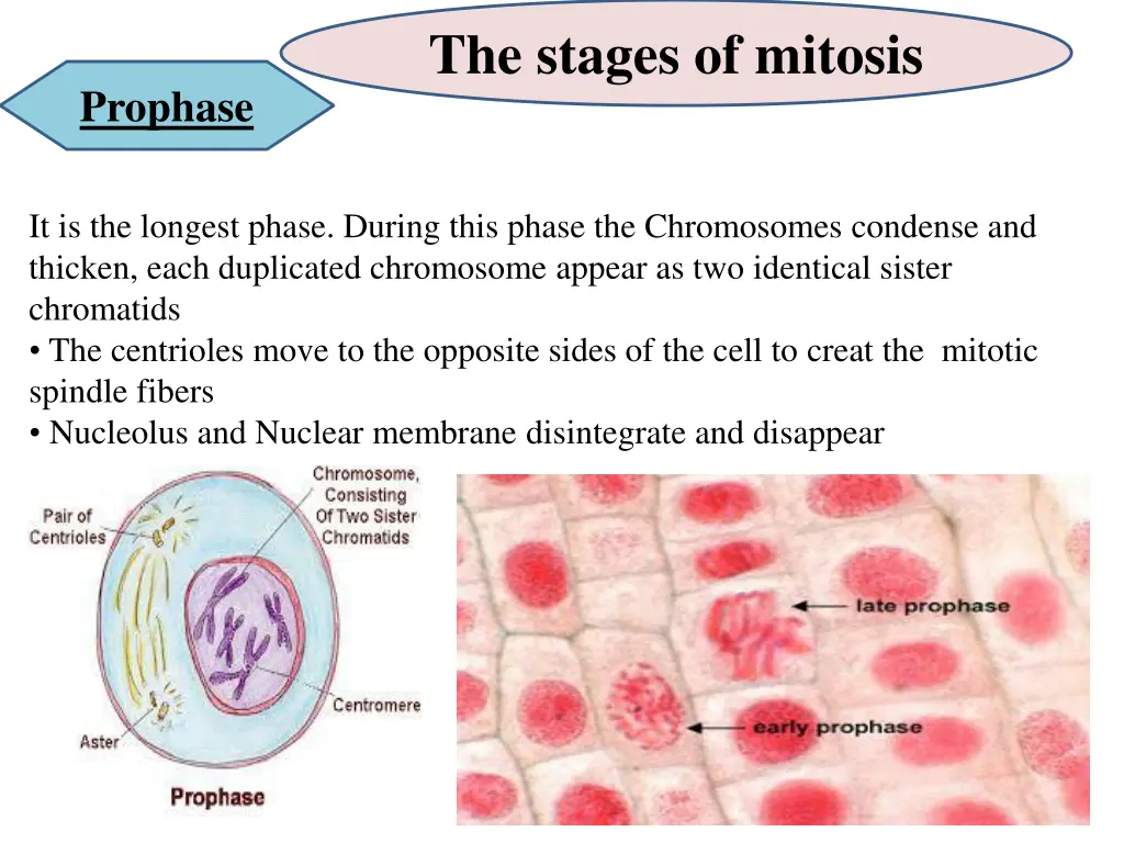 the stages of mitosis