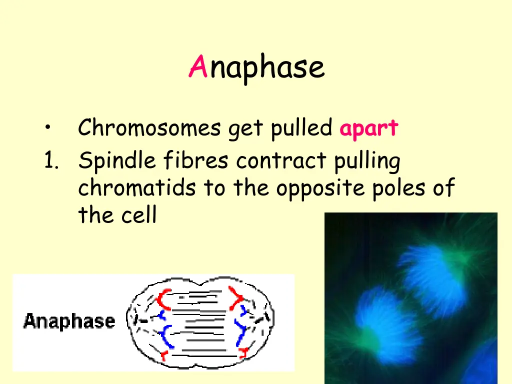 anaphase