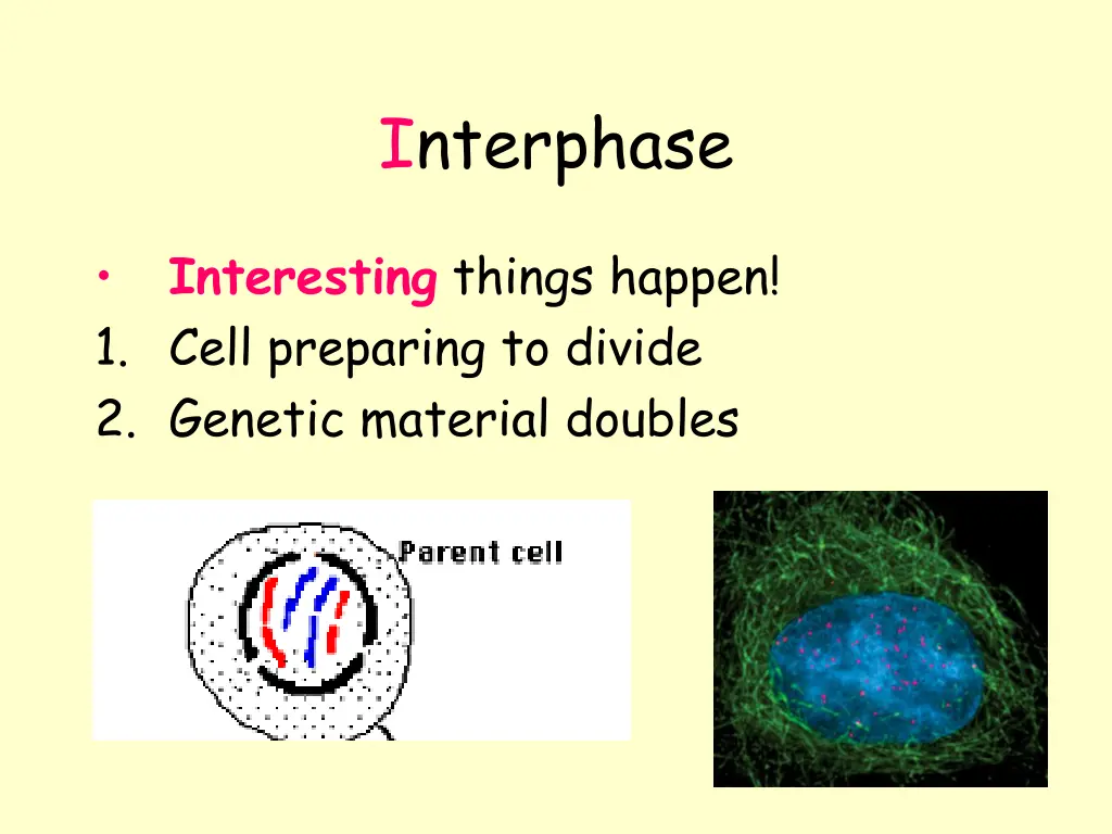 interphase