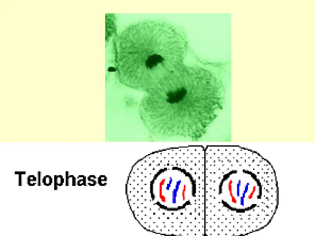 slide11