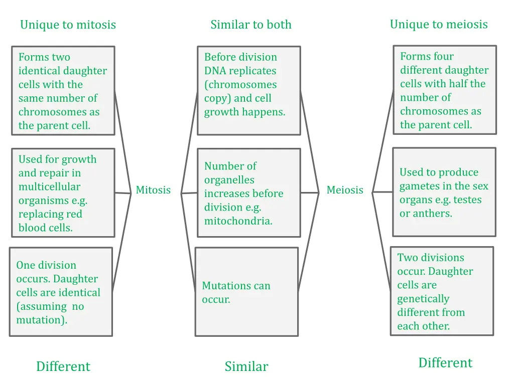 unique to meiosis 1