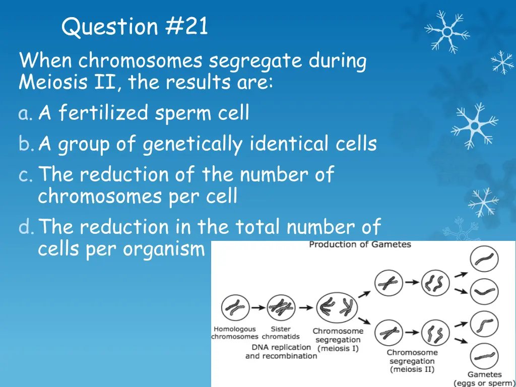 question 21 when chromosomes segregate during