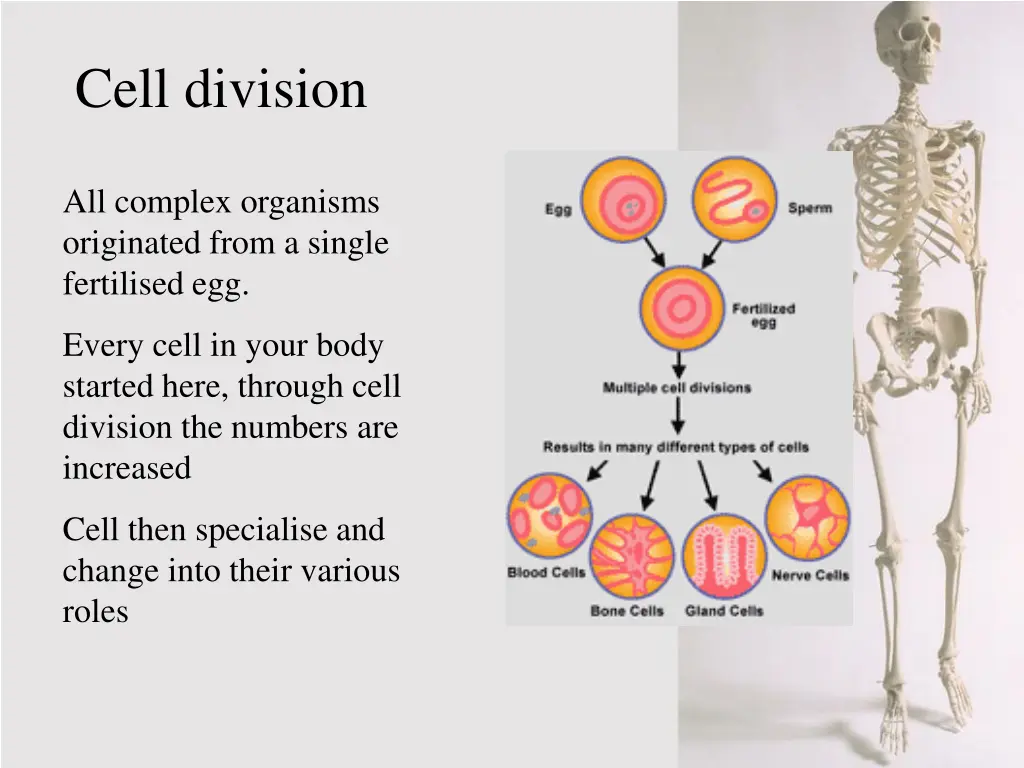 cell division
