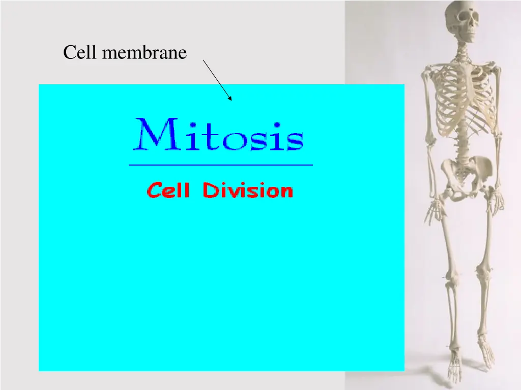 cell membrane