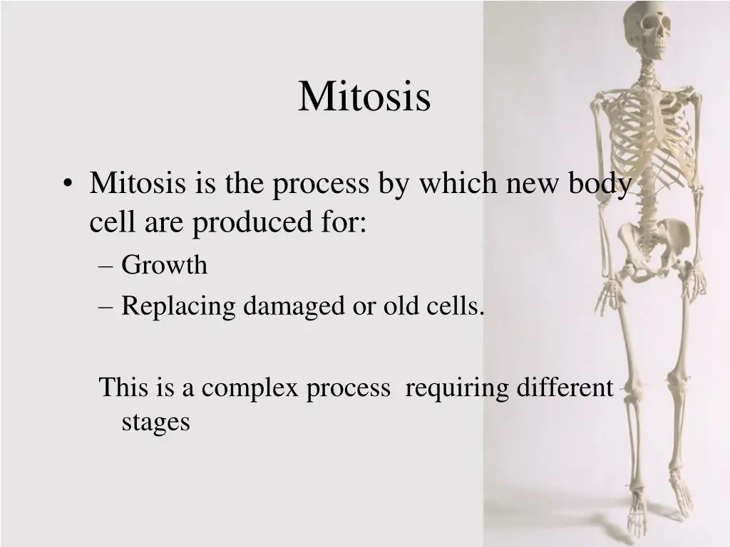 mitosis 1