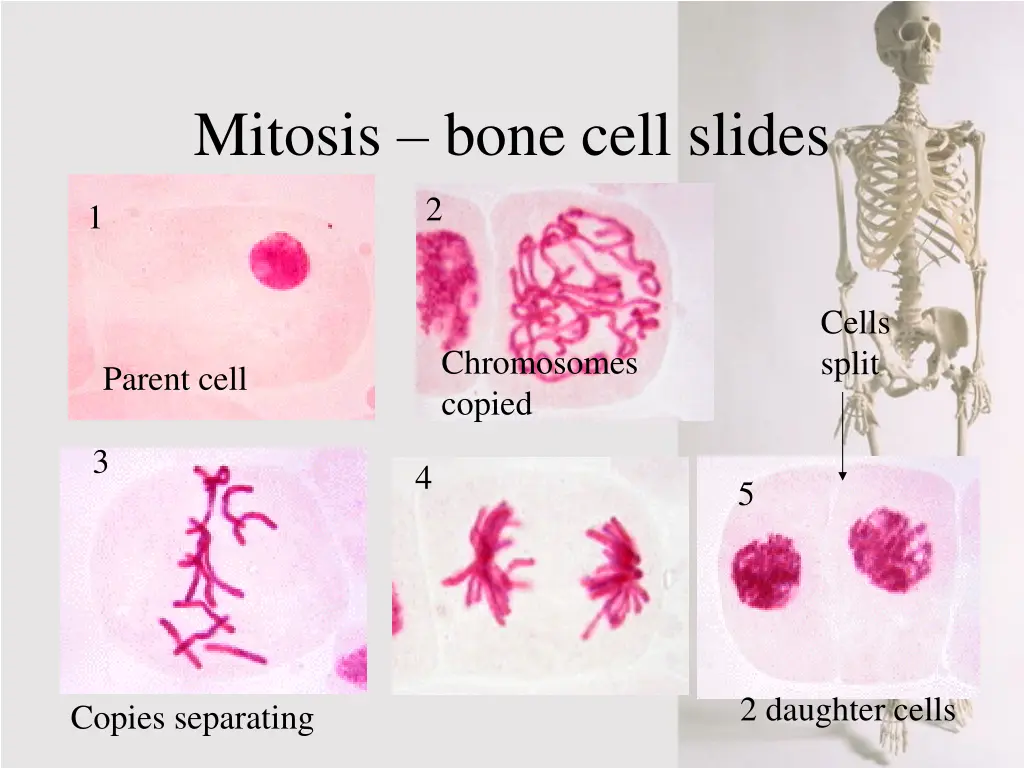 mitosis bone cell slides