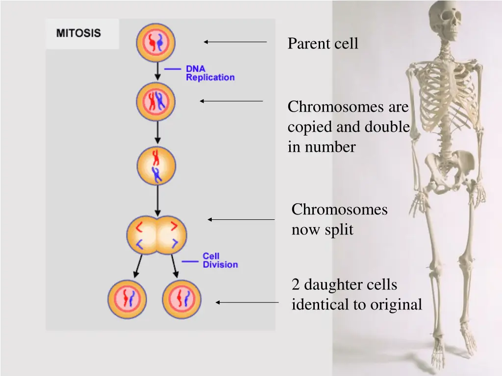 parent cell