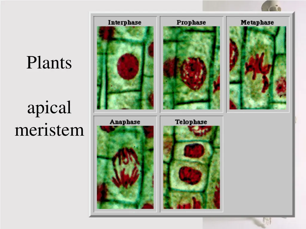 plants