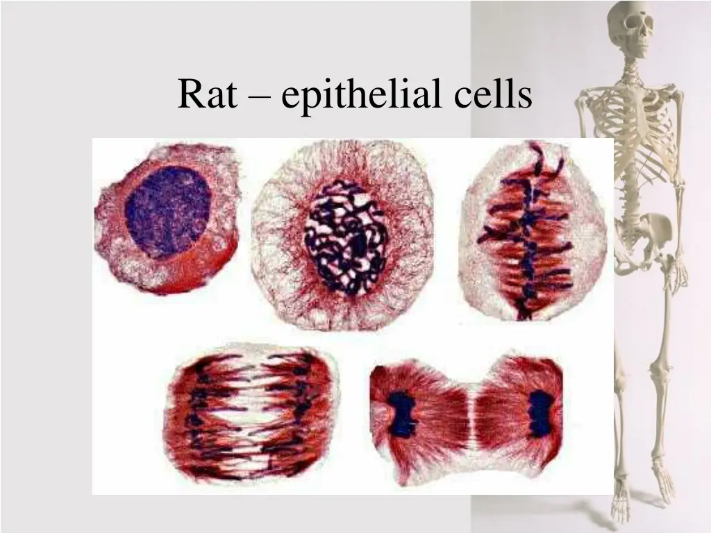 rat epithelial cells