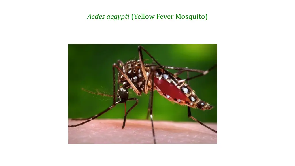 aedes aegypti yellow fever mosquito