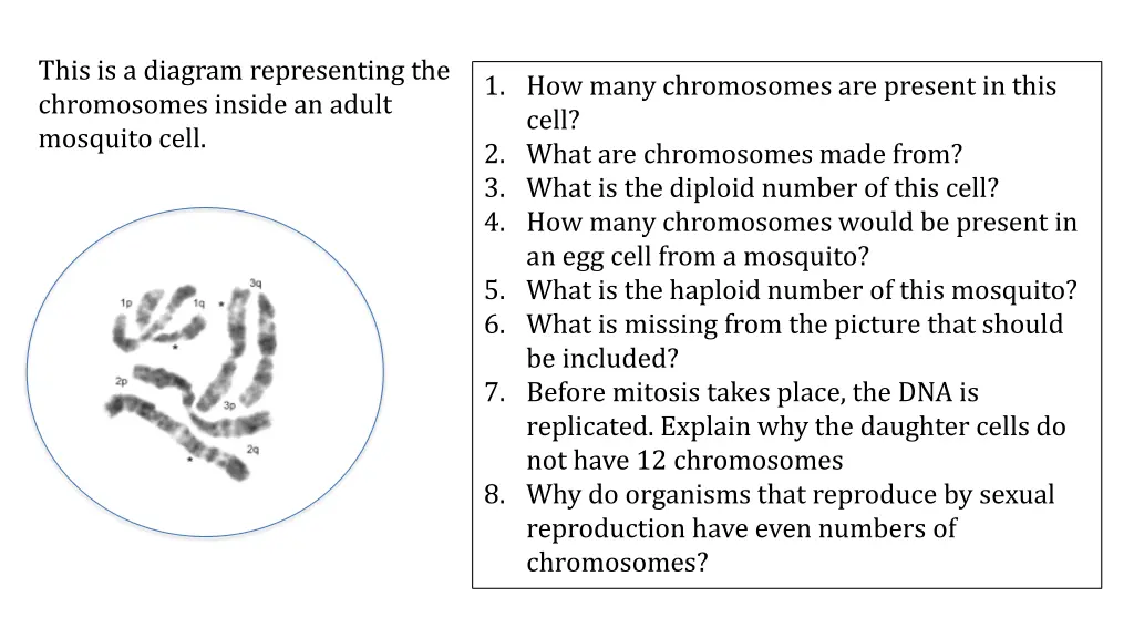 this is a diagram representing the chromosomes