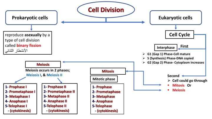 cell division