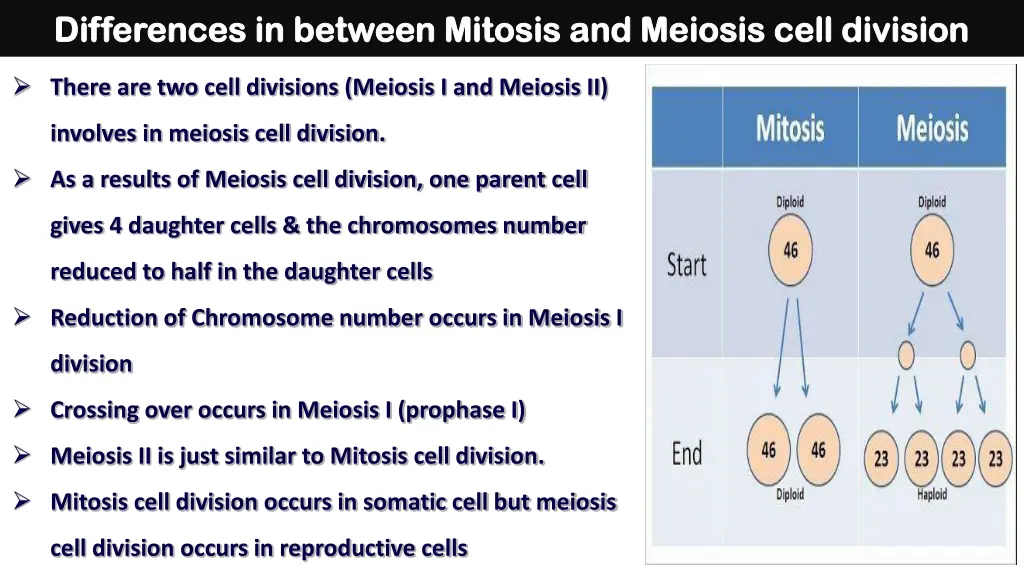 differences in between mitosis and meiosis cell
