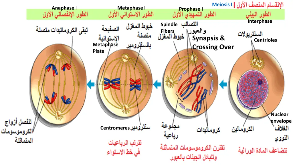 meiosis i