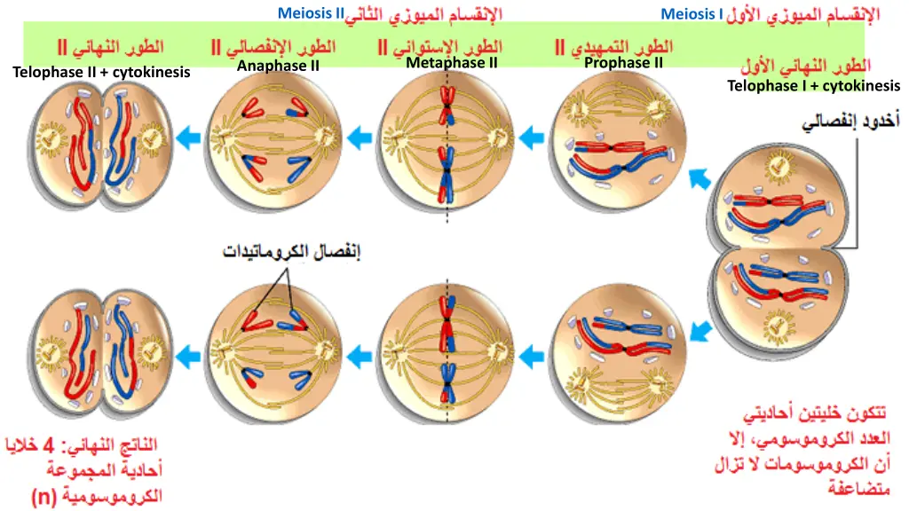 meiosis ii 1