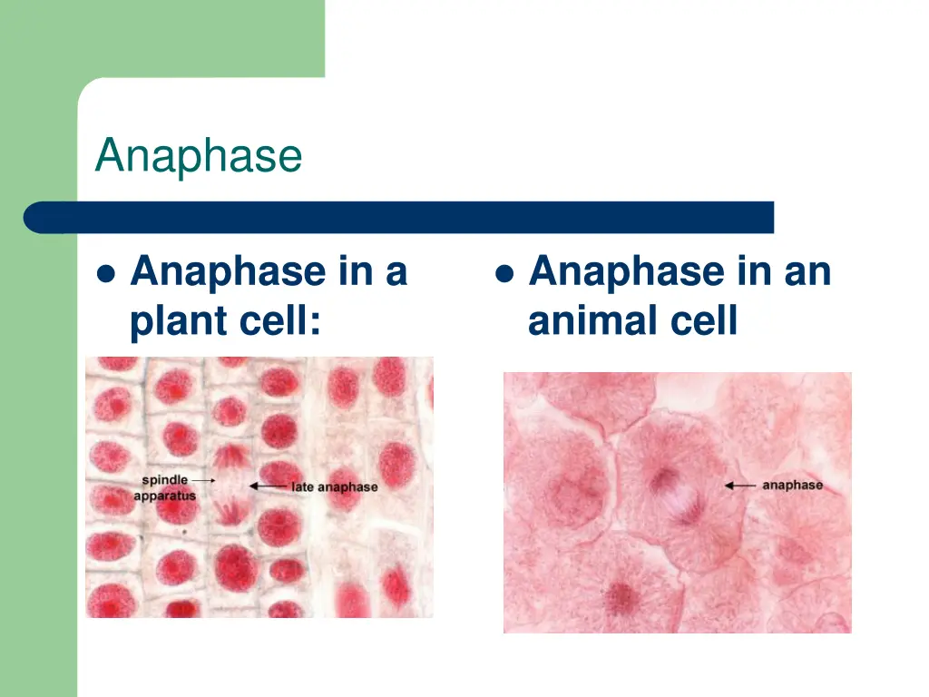 anaphase 1