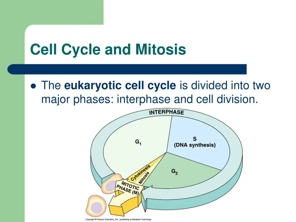 cell cycle and mitosis