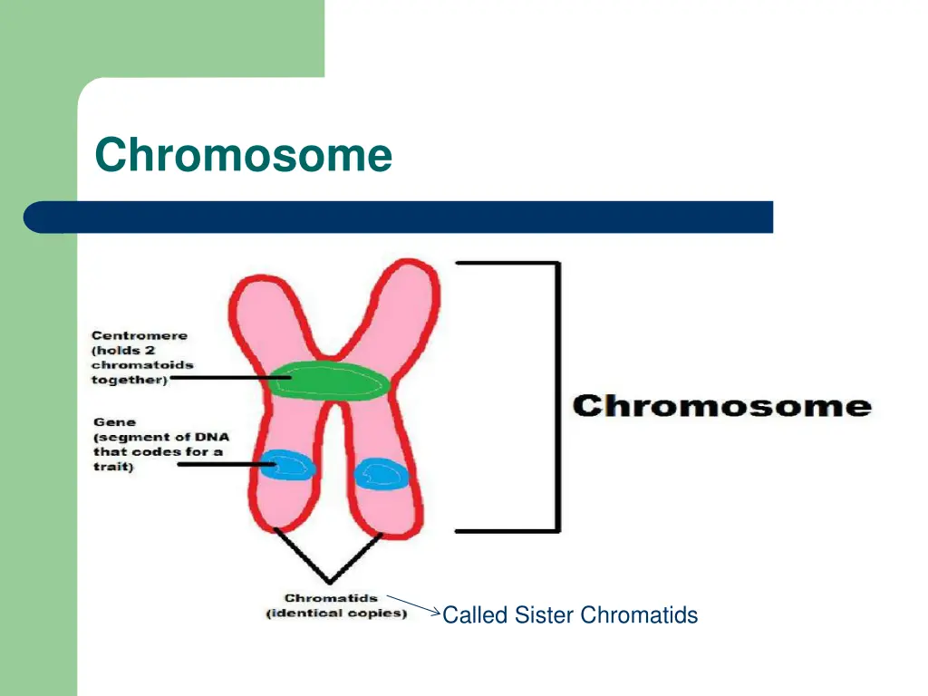 chromosome