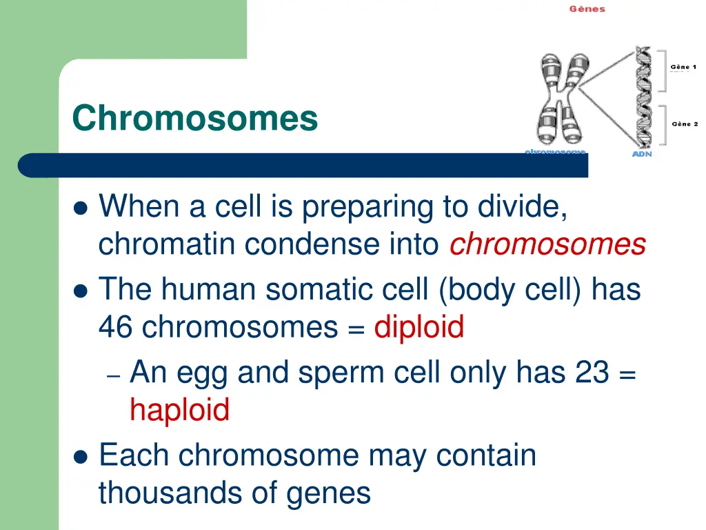 chromosomes