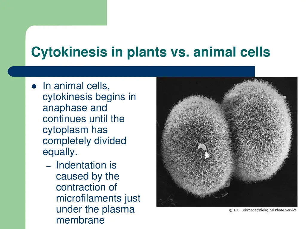 cytokinesis in plants vs animal cells
