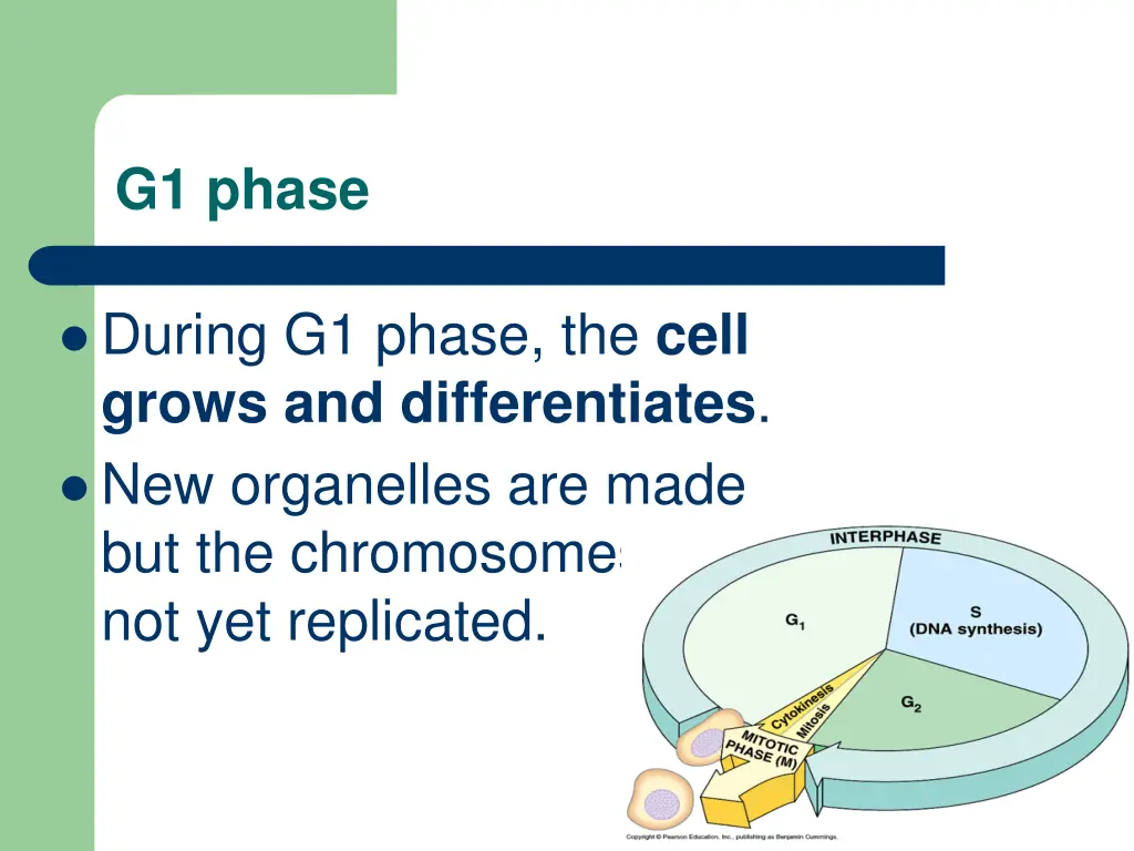 g1 phase
