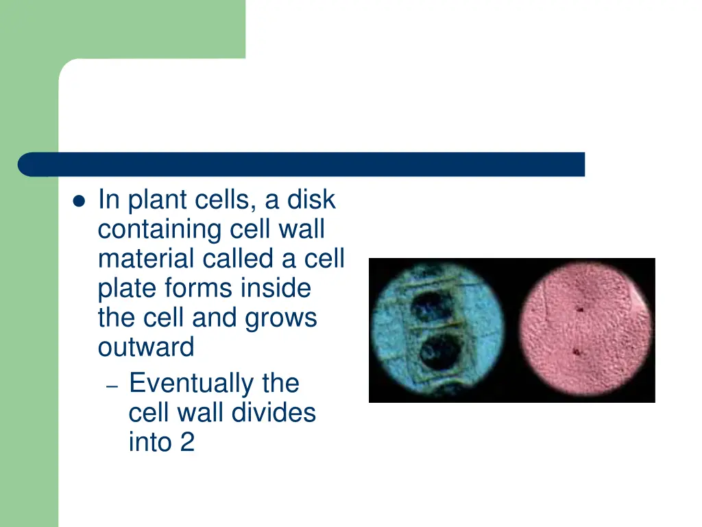 in plant cells a disk containing cell wall
