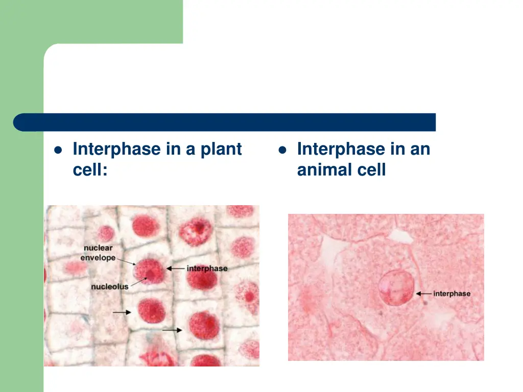 interphase in a plant cell