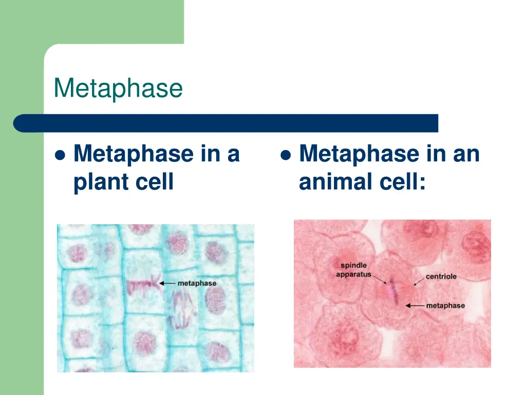 metaphase 1
