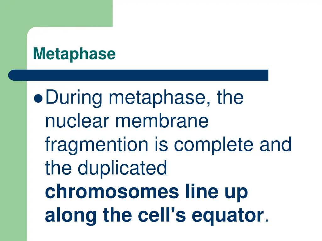 metaphase