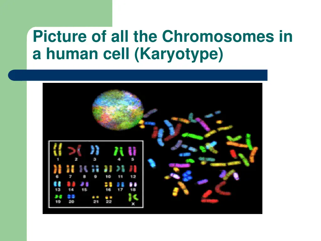 picture of all the chromosomes in a human cell