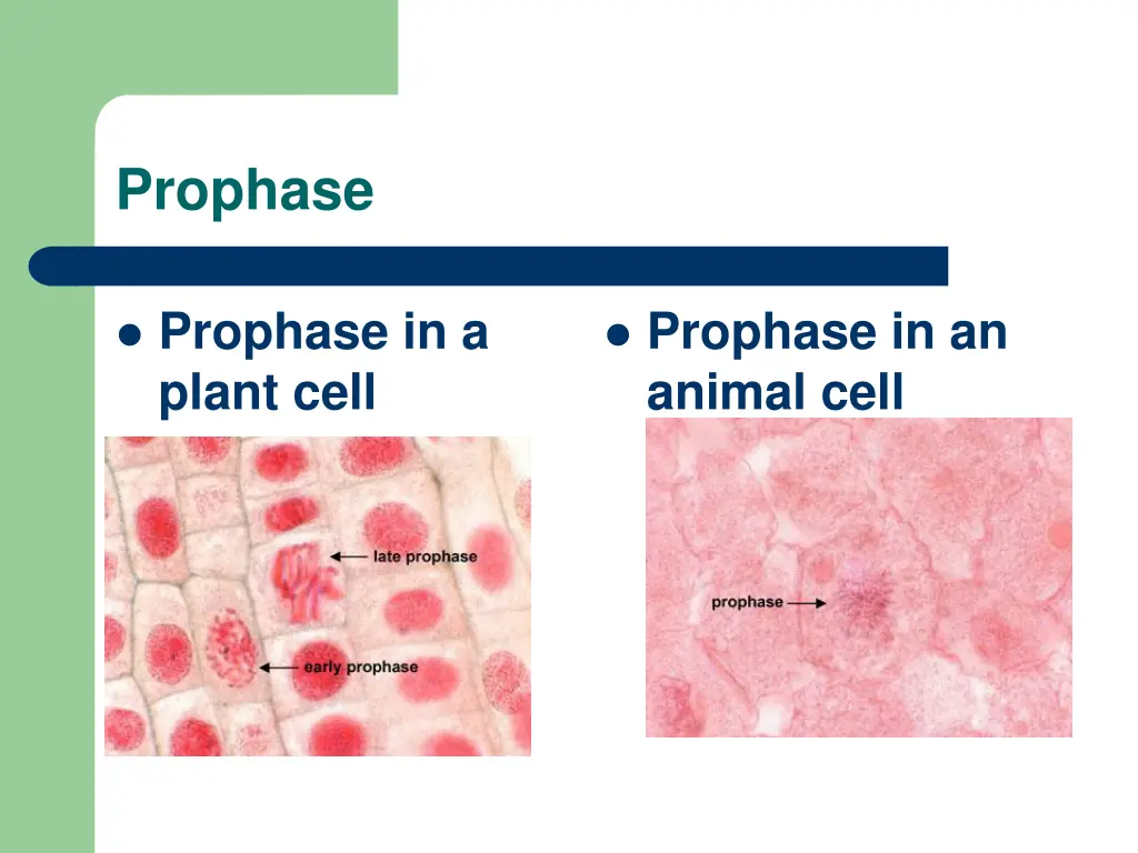 prophase 1